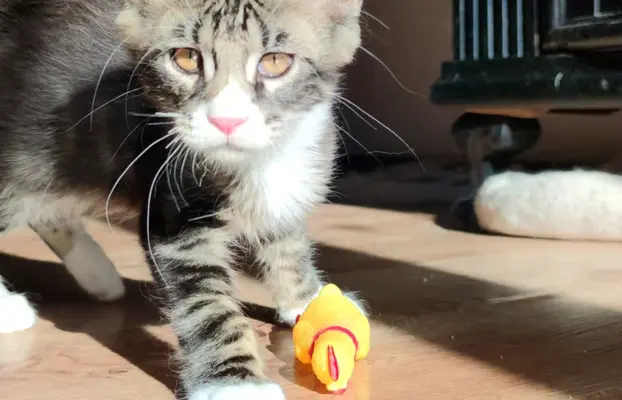 Kocurek rasy Maine Coon 4