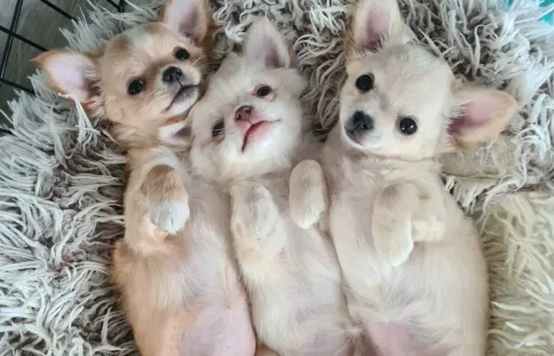 Chihuahua FCI z domowej hodowli, suczka i piesek długowłosy 3