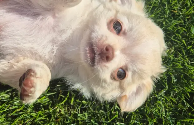 Chihuahua FCI z domowej hodowli, suczka i piesek długowłosy 5