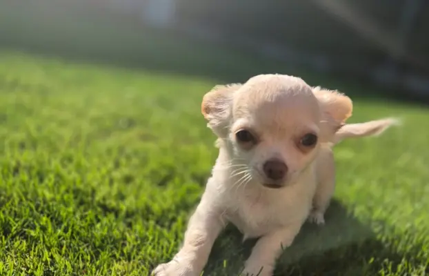 Chihuahua FCI z domowej hodowli, suczka i piesek długowłosy 6