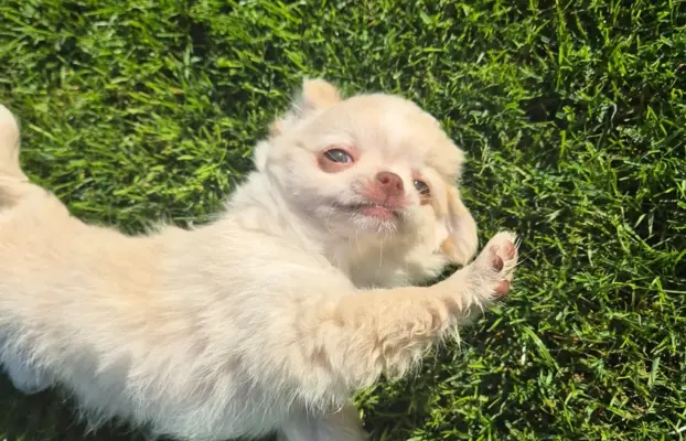 Chihuahua FCI z domowej hodowli, suczka i piesek długowłosy 7