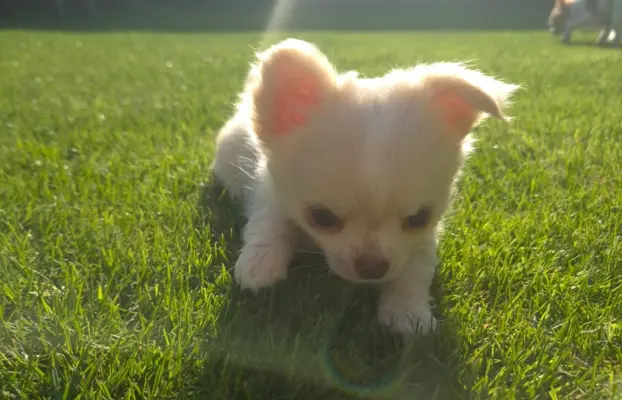 Chihuahua FCI z domowej hodowli, suczka i piesek długowłosy 10