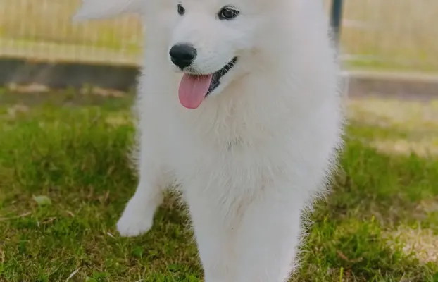 Szczeniak Samoyed piesek 5 miesięcy 4