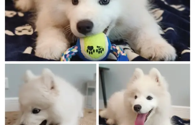 Szczeniak Samoyed piesek 5 miesięcy 5