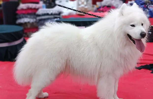 Szczeniak Samoyed piesek 5 miesięcy 7