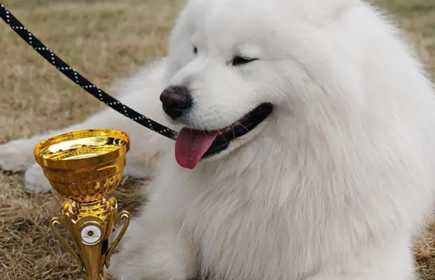 Szczeniak Samoyed piesek 5 miesięcy 8