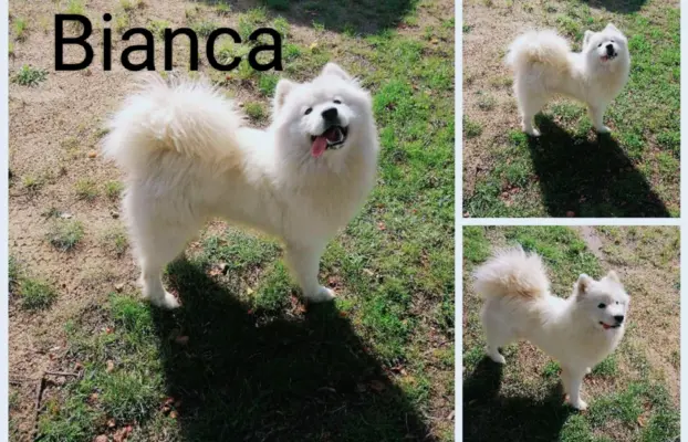 Szczeniak Samoyed piesek 5 miesięcy 9