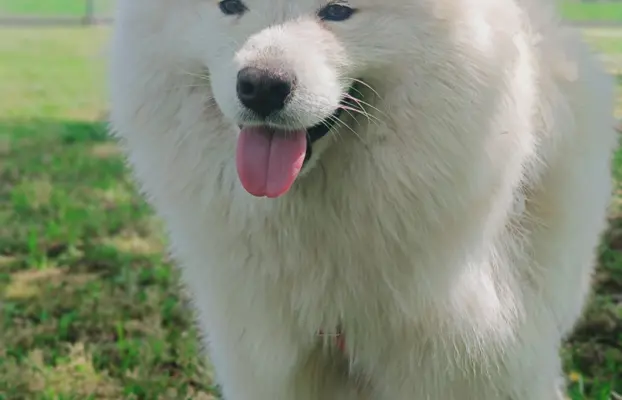 Szczeniak Samoyed piesek 5 miesięcy 10
