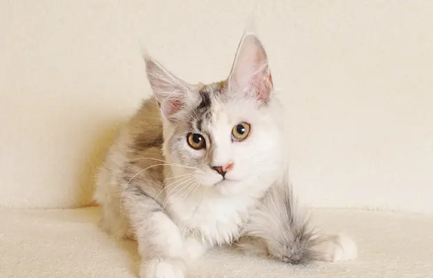 Śliczna koteczka Maine Coon- legalna hodowla rodowód PZF/WCF 8
