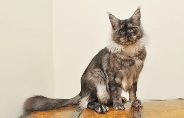 Śliczna koteczka Maine Coon- legalna hodowla rodowód PZF/WCF 9