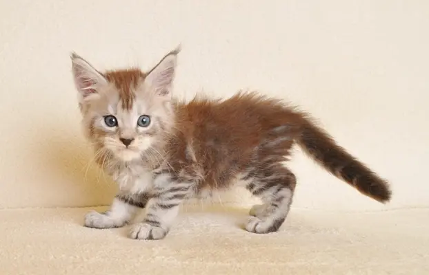 Śliczna koteczka Maine Coon- legalna hodowla rodowód PZF/WCF 3