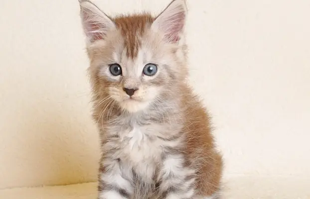 Śliczna koteczka Maine Coon- legalna hodowla rodowód PZF/WCF 1