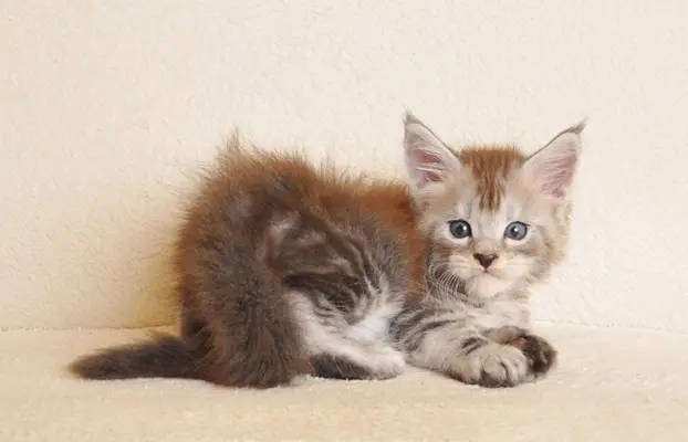 Śliczna koteczka Maine Coon- legalna hodowla rodowód PZF/WCF 4