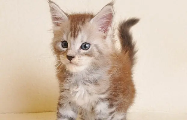 Śliczna koteczka Maine Coon- legalna hodowla rodowód PZF/WCF 5