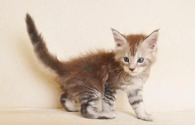 Śliczna koteczka Maine Coon- legalna hodowla rodowód PZF/WCF 6