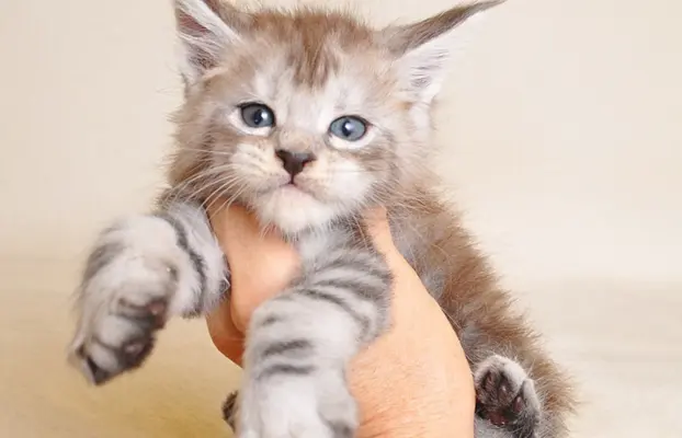 Śliczna koteczka Maine Coon- legalna hodowla rodowód PZF/WCF 7