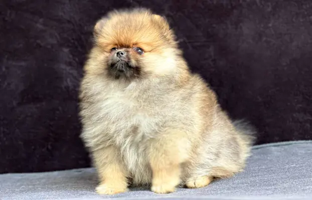 Szpic Miniaturowy, Pomeranian 2