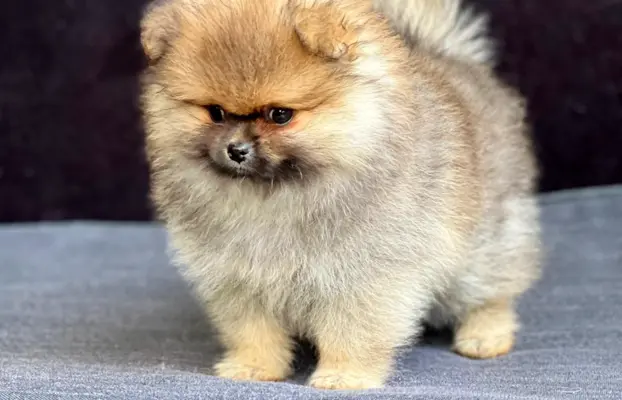 Szpic Miniaturowy, Pomeranian 1