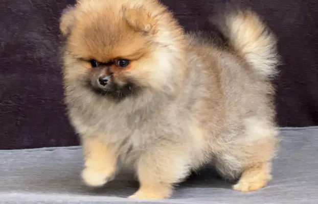 Szpic Miniaturowy, Pomeranian 3