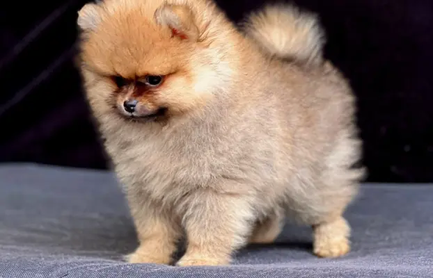 Szpic Miniaturowy, Pomeranian 5