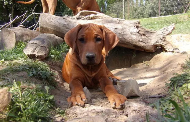 Szkolenie gratis. Szczenięta Rhodesian Ridgeback ZKwP/FCI 2