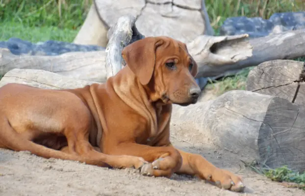Szkolenie gratis. Szczenięta Rhodesian Ridgeback ZKwP/FCI 4