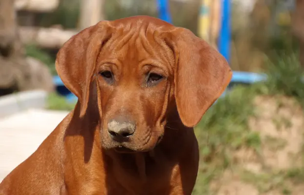 Szkolenie gratis. Szczenięta Rhodesian Ridgeback ZKwP/FCI 1