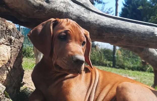 Szkolenie gratis. Szczenięta Rhodesian Ridgeback ZKwP/FCI 5