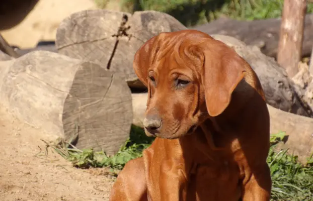 Szkolenie gratis. Szczenięta Rhodesian Ridgeback ZKwP/FCI 6