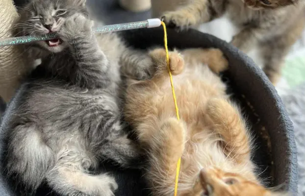 Kot bez ogona Kurylski Bobtail 3