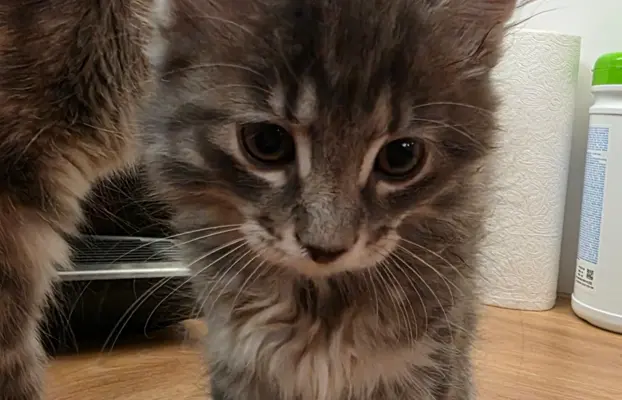 Kot bez ogona Kurylski Bobtail 4