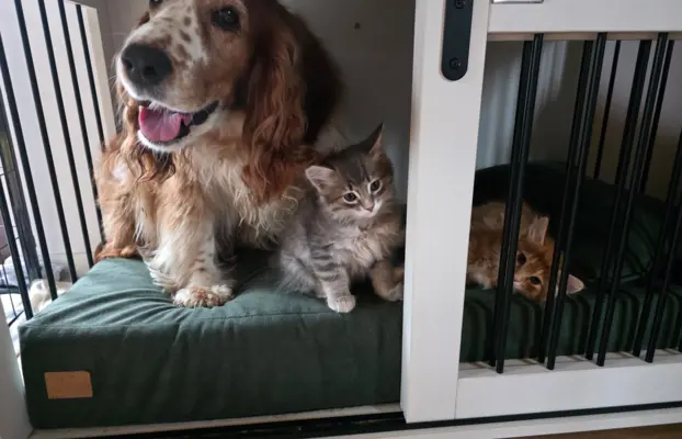 Kot bez ogona Kurylski Bobtail 5