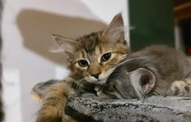 Kot bez ogona Kurylski Bobtail 6
