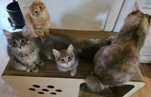 Kot bez ogona Kurylski Bobtail 7
