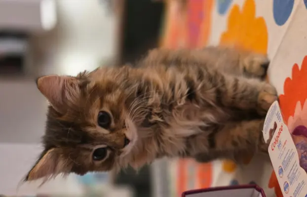 Kot bez ogona Kurylski Bobtail 8