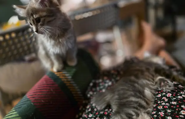 Kot bez ogona Kurylski Bobtail 9