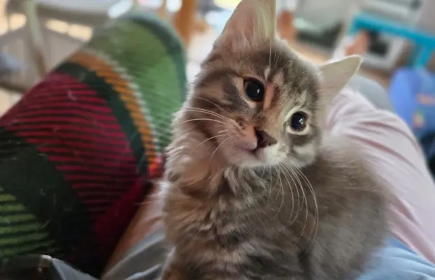 Kot bez ogona Kurylski Bobtail 10