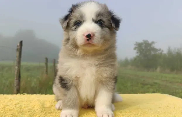 Samiec BORDER COLLIE z Hodowli - Rasowy z pełną dok. 3