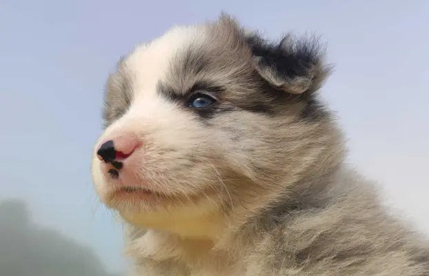 Samiec BORDER COLLIE z Hodowli - Rasowy z pełną dok. 1