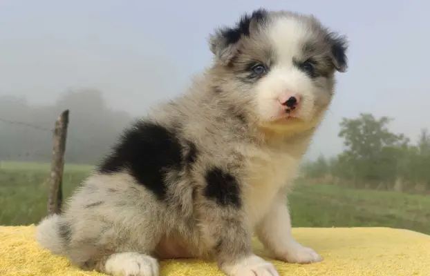 Samiec BORDER COLLIE z Hodowli - Rasowy z pełną dok. 2