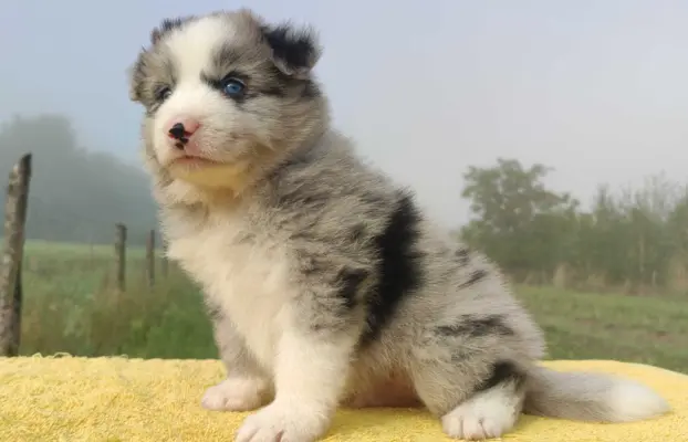 Samiec BORDER COLLIE z Hodowli - Rasowy z pełną dok. 4