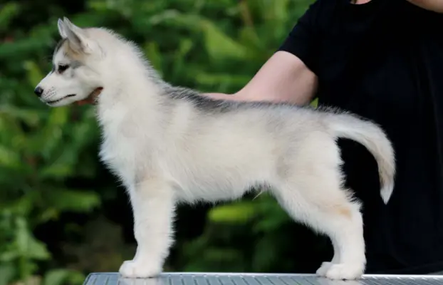 Siberian Husky ZKwP szczenię 2