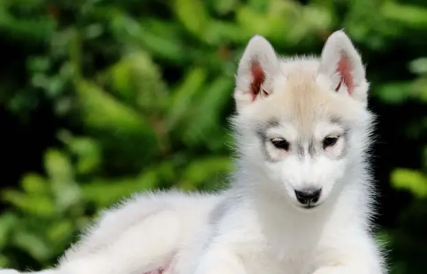 Siberian Husky ZKwP szczenię 1