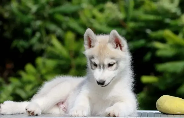 Siberian Husky ZKwP szczenię 4