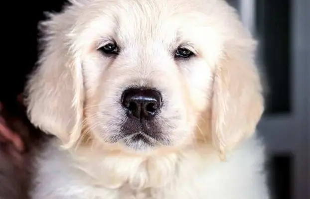 Golden Retriever – piękne szczenięta 1