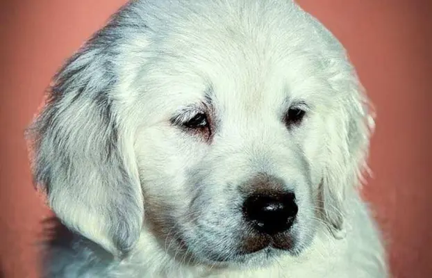 Golden Retriever – piękne szczenięta 2