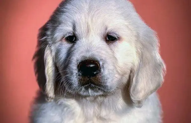 Golden Retriever – piękne szczenięta 5