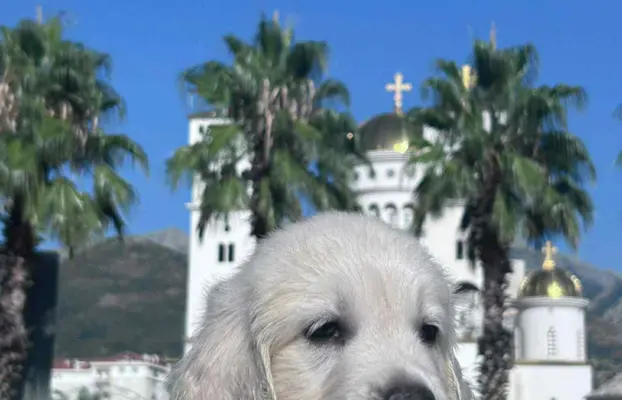 Golden Retriever – piękne szczenięta 7