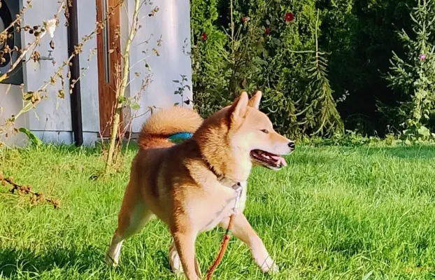Cztery, czerwone Shiby, trzy pieski i suczka 8