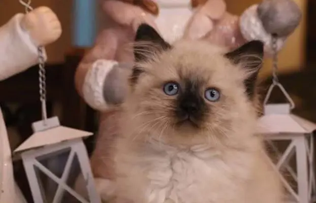 Kotka Ragdoll rodowód Fpl. Idealny do felinoterapi. 3